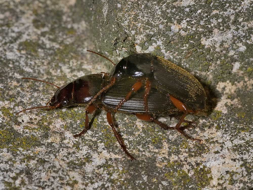 Coppia Pseudoophonus rufipes (Carabidae)